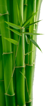 bamboo-sm